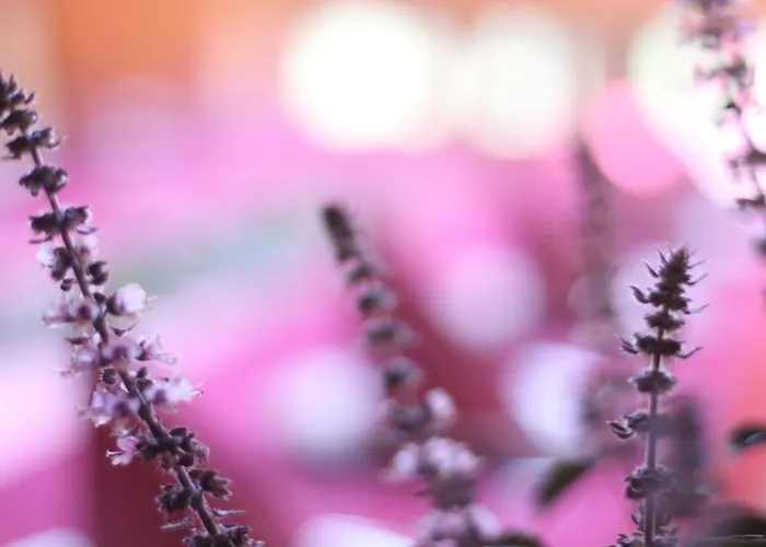 Hotel Solitaire Free Parking Self Check-in